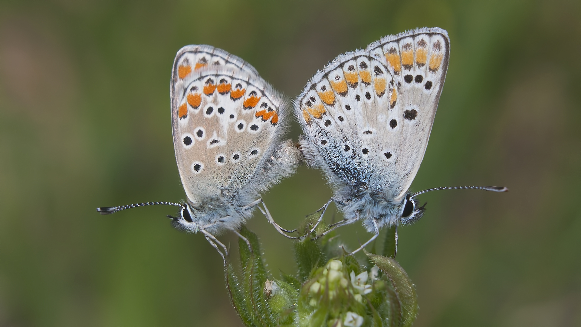  İstanbul'un kelebekleri tehdit altında: 30 tür yok oldu 